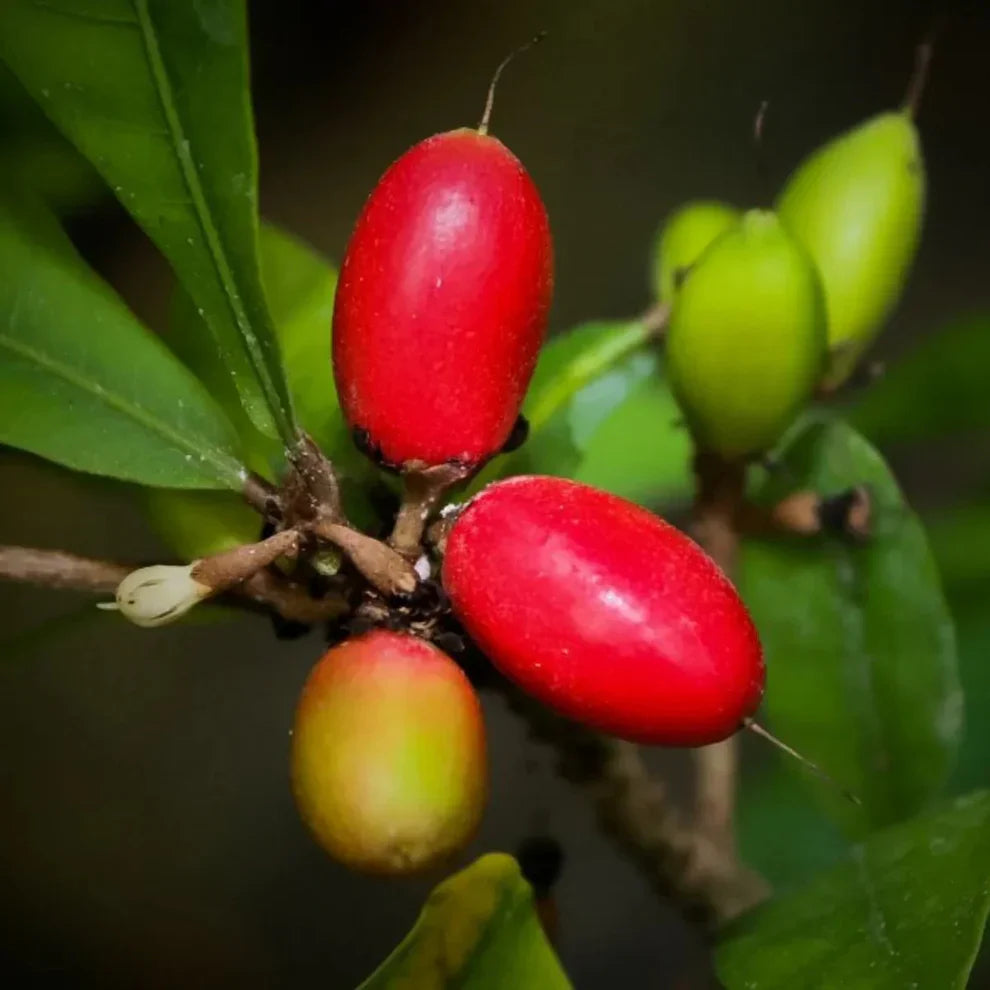 Synsepalum Dulcificum Seeds Miracle Berry