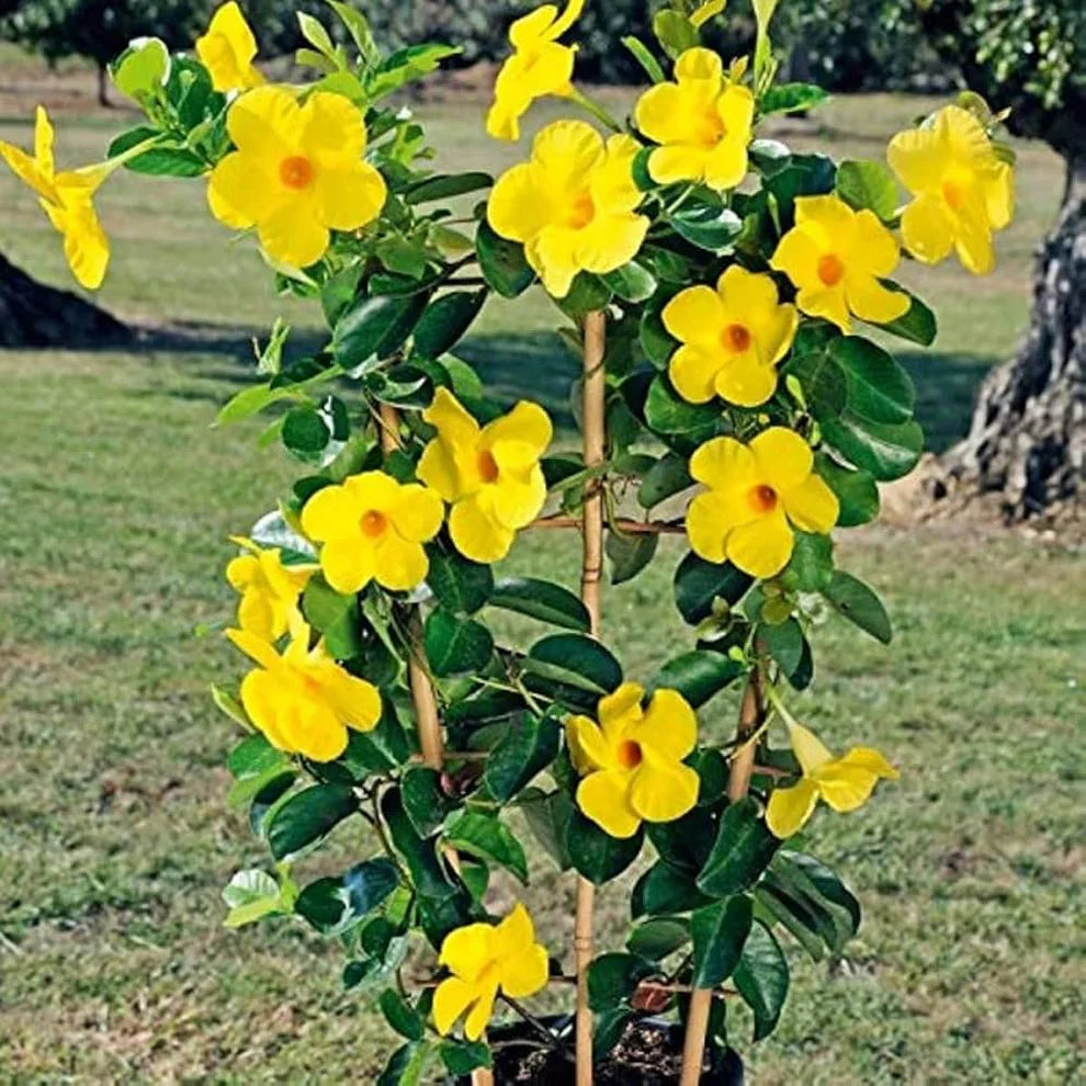 Sanderi Dipladenia Flower Seeds