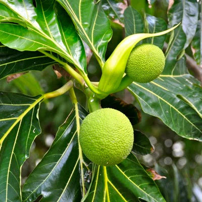 Bread Fruit Seeds