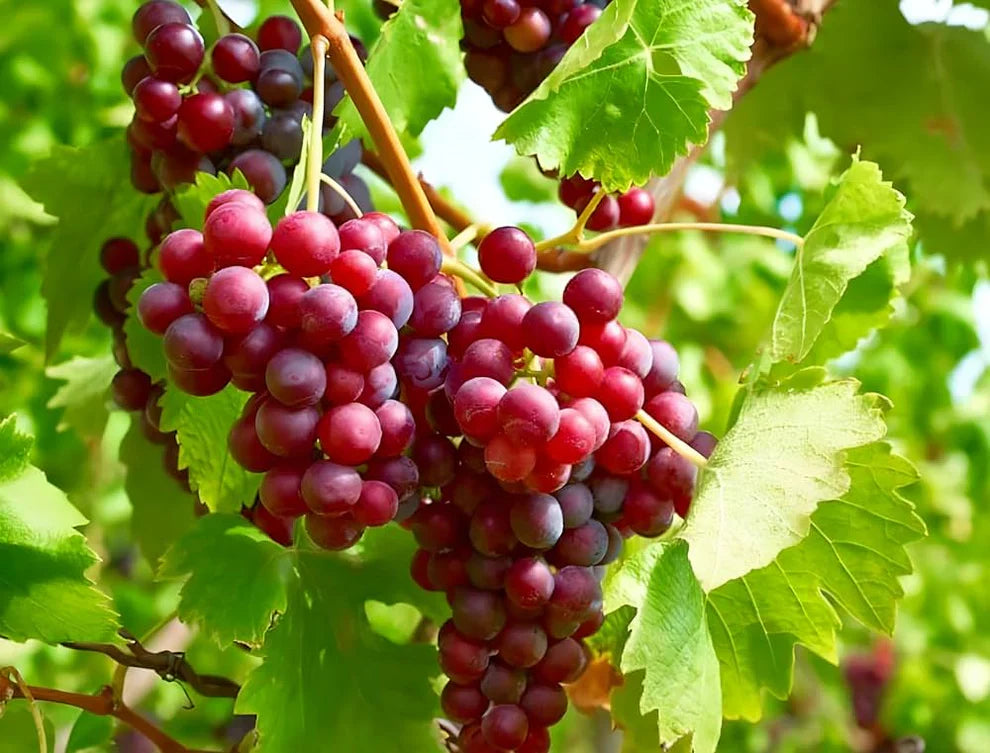 Ruby Roman Grape Seeds