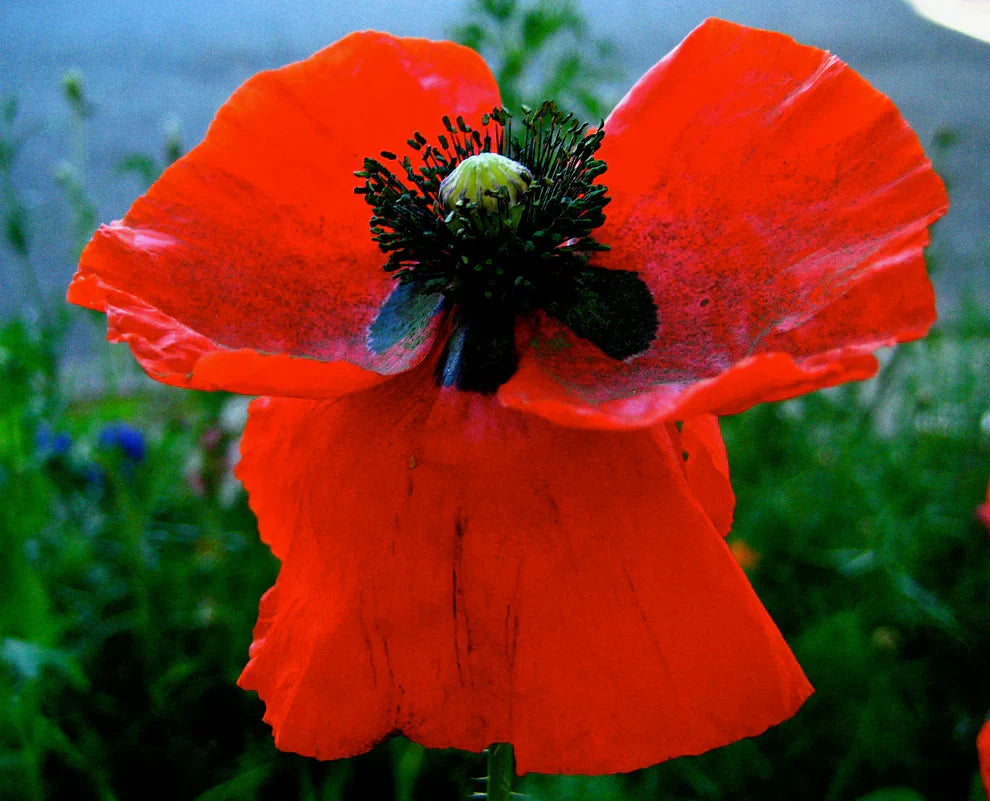 Red Poppy (Papaver somniferum) Seeds