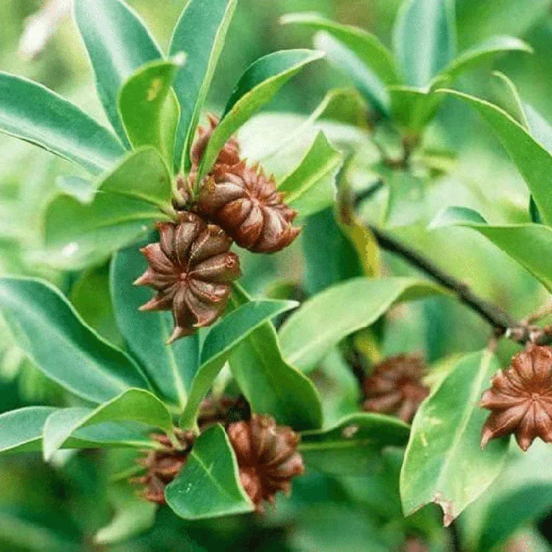 Star Anise Seeds