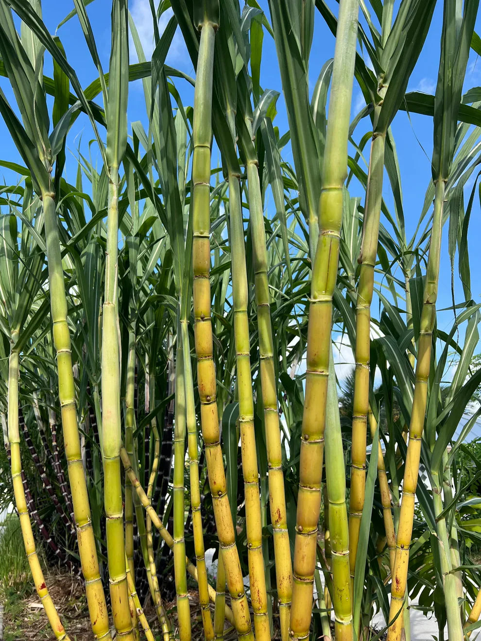 Sugarcane Seeds