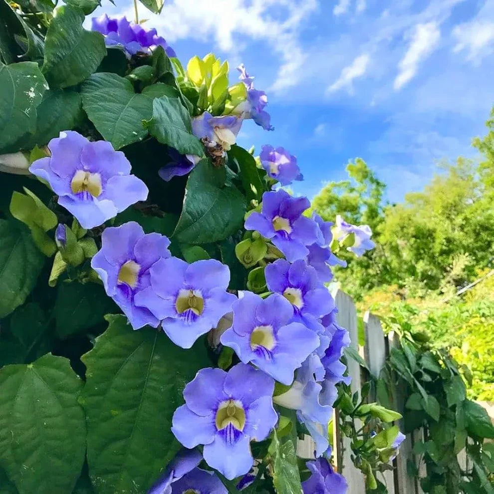 Thunbergia Grandiflora Alba Blue Sky Vine Thunbergia grandiflora Seeds