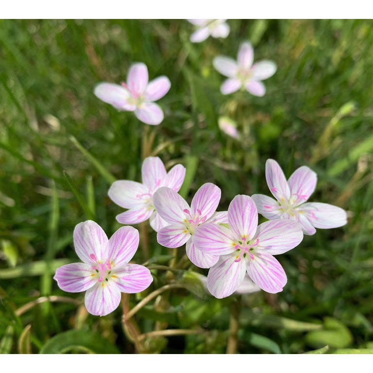 Virginia Spring Beauty Seeds