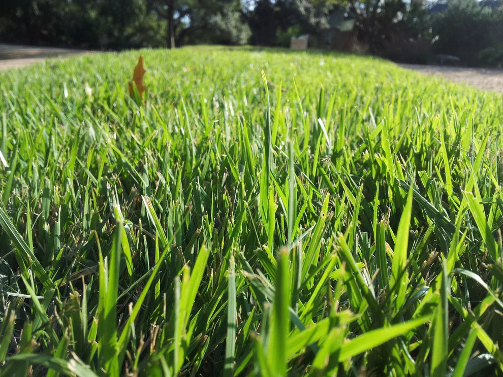 Emerald Zoysia (Zoysia Emerald) grass seeds