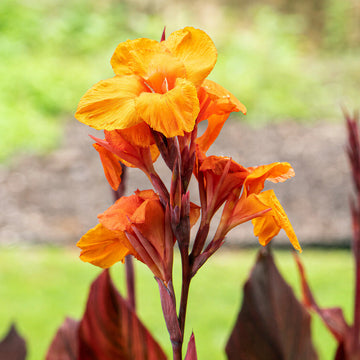 Canna Lily plants with colorful flowers growing in a summer garden


