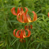 Heirloom (Heirloom scientific name) for planting in garden