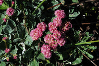Heirloom Eriogonum Grande Flower Seeds for Planting, Non-GMO - Eriogonum for planting in home garden