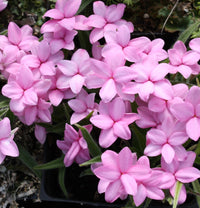 Rhodohypoxis Flower Seeds for Garden - NON GMO Seeds