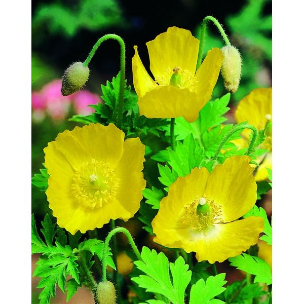 Meconopsis Cambrica Flower Seeds, Heirloom, Non-GMO Seeds for Planting