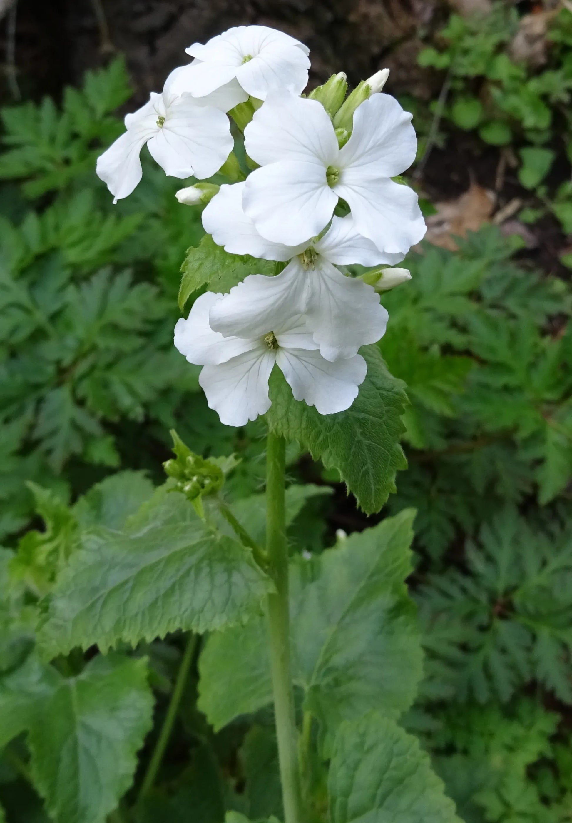 White Lunaria Biennis Seeds for Planting – Organic, Heirloom, Non-GMO Flower Seeds
