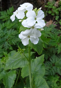 White Lunaria Biennis Seeds for Planting – Organic, Heirloom, Non-GMO Flower Seeds