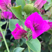 Bougainvillea Glabra Plant Seeds – Heirloom Non-GMO Vivid Climbing Blooms for Garden Planting