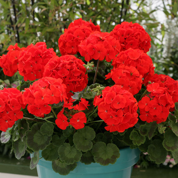 Heirloom Non-GMO Geranium Pelargonium Flower Seeds for Planting – Colorful Garden Blooms