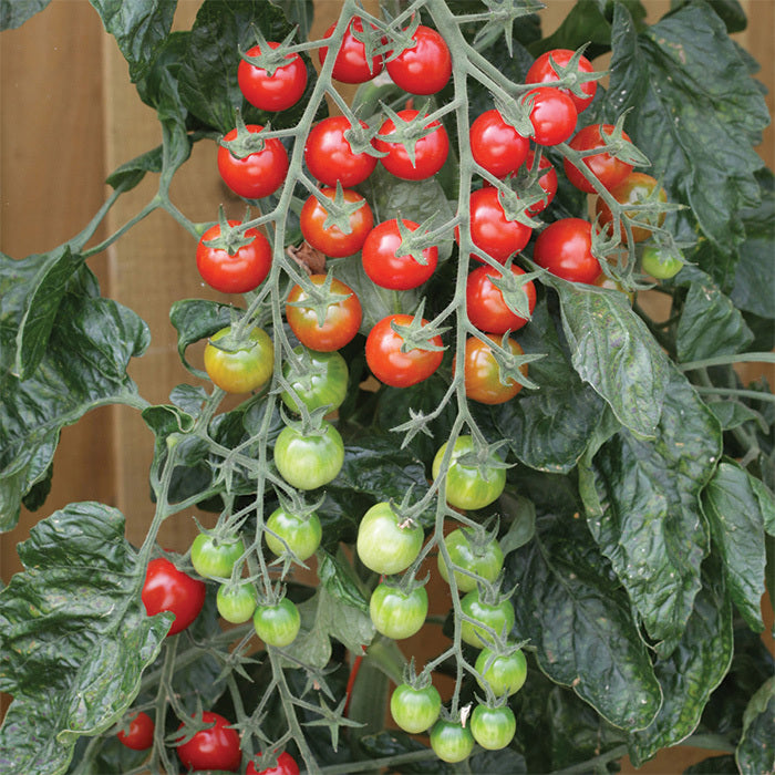 Rapunzel Tomato Seeds for Planting heirloom & Non-GMO Seeds