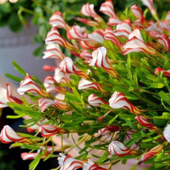 Oxalis Versicolor Orange Seeds ƒ?? Heirloom, Non-GMO Flower Seeds for Planting Striking Blooms