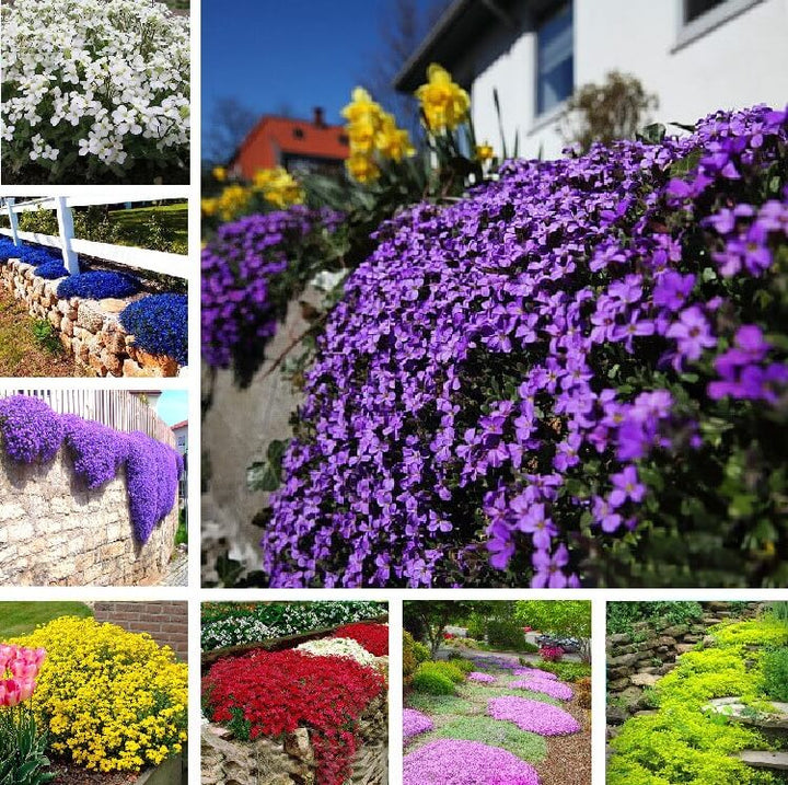 Mix Creeping Thyme Flower Seeds for Planting - NON GMO Seeds