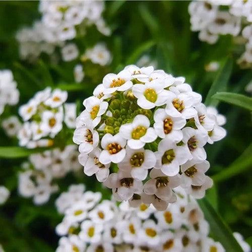 Carpet Flower Seeds for Planting, Heirloom, Non-GMO, 100 pcs
