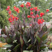 Black Knight Canna Lily Bulbs | Tropical Perennial Flowers for Garden Planting