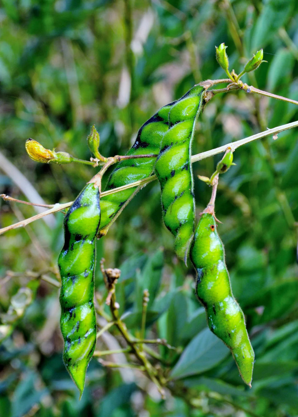 Pigeon pea vegetable plants producing fresh green pods in a raised garden bed.