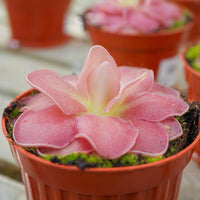 Red Butterwort Flower Planting Seeds 100 Pcs pcs