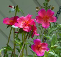 Red Rock Purslane Ruby Tuesday or Calandrinia Flower Seeds for Planting - 100 Pcs pcs