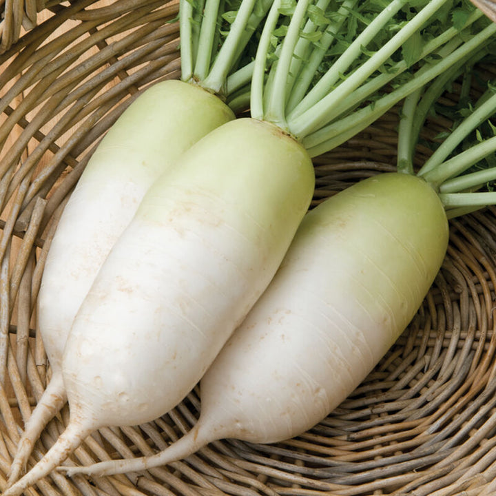 Alpine Radish Vegetable Seeds for Planting –100 Pcs pcs