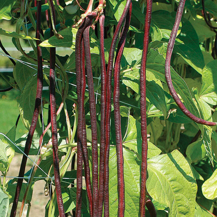 Red Noodle Bean Seeds