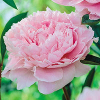 Pink Peony Flower Seeds for Planting -NON GMO Seeds,Perennials