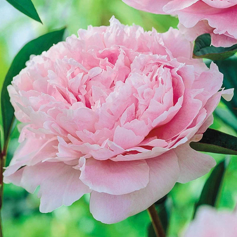 Pink Peony Flower Seeds for Planting -NON GMO Seeds,Perennials for planting in home garden