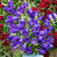 Heirloom non-GMO Campanula Bellflower flowering plants suitable for outdoor gardens.