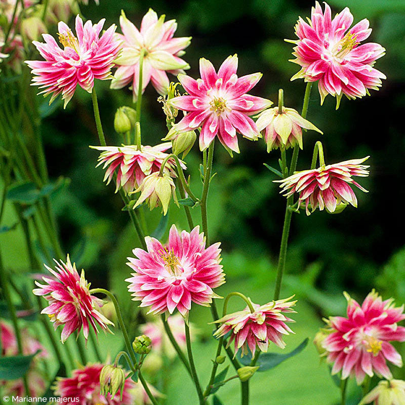 Nora Barlow Flower Seeds for Planting, Heirloom, Non-GMO, 100 pcs