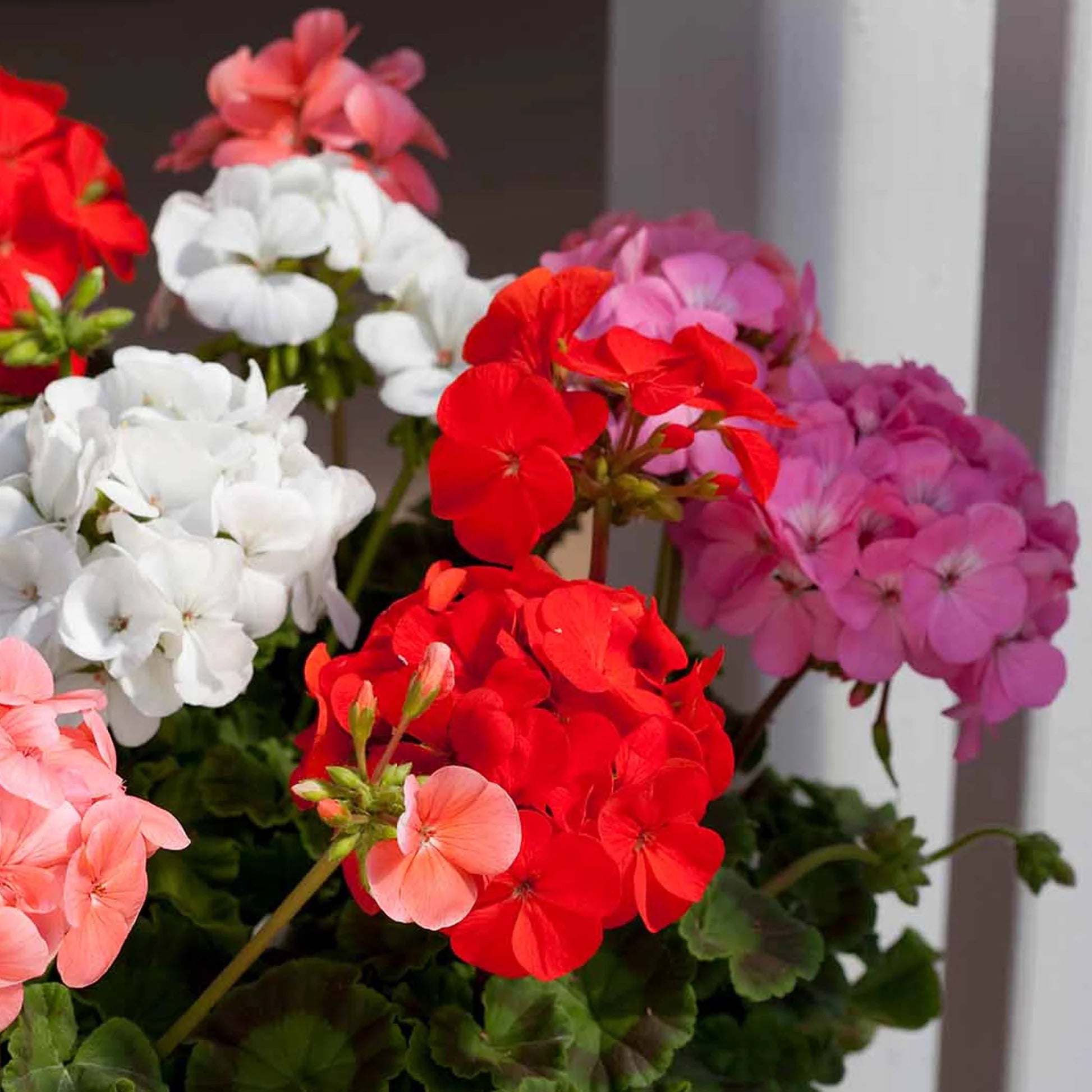 Mixed Climbing Geranium Flower Seeds