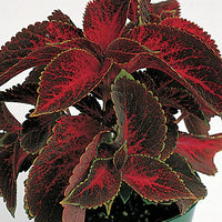 Heirloom Velvet Red Coleus Seeds for Planting ƒ?? Non-GMO, Vibrant Decorative Foliage Variety