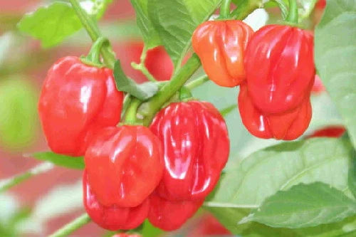 Healthy Scotch Bonnet Red pepper plant in a garden container

