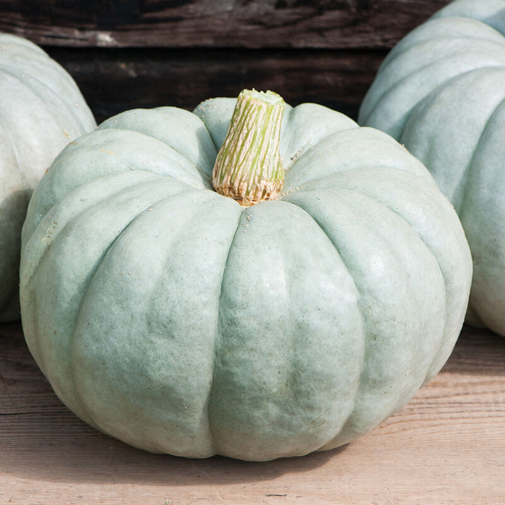 Jarrahdale Pumpkin Vegetable Seeds for Planting – Heirloom, Non-GMO, Organic Pumpkin Seeds