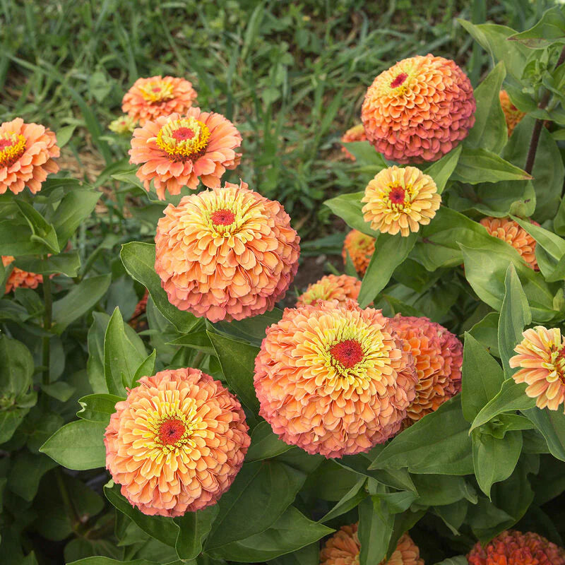 Lime Orange Zinnia Flower Seeds for Planting – Bright, Vibrant Blooms, Non-GMO, Heirloom Seeds