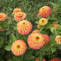 Lime Orange Zinnia Flower Seeds for Planting – Bright, Vibrant Blooms, Non-GMO, Heirloom Seeds