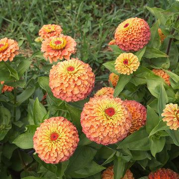 Lime Orange Zinnia Flower Seeds for Planting – Bright, Vibrant Blooms, Non-GMO, Heirloom Seeds