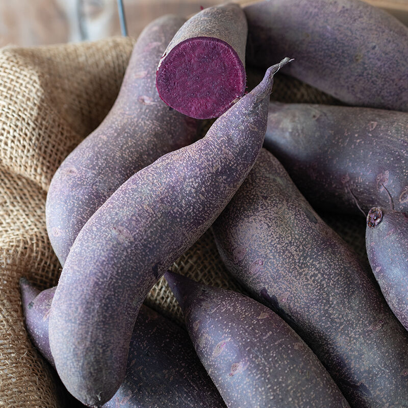 Deep Purple Sweet Potato Seeds for Planting - heirloom & Non GMO Seeds