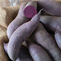 Deep Purple Sweet Potato Seeds for Planting - heirloom & Non GMO Seeds