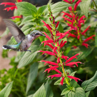 Pineapple Sage Flower Seeds for Planting - Heirloom and Non-GMO Seeds for Home Garden