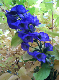 Monkshood Poisonous Flower Seeds for Planting - NON GMO Seeds