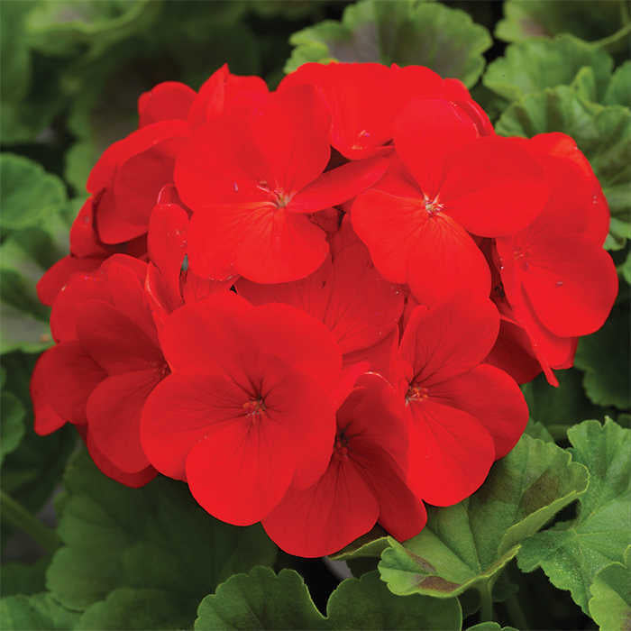 Red Breakaway Geranium Heirloom Non-GMO Seeds for Planting