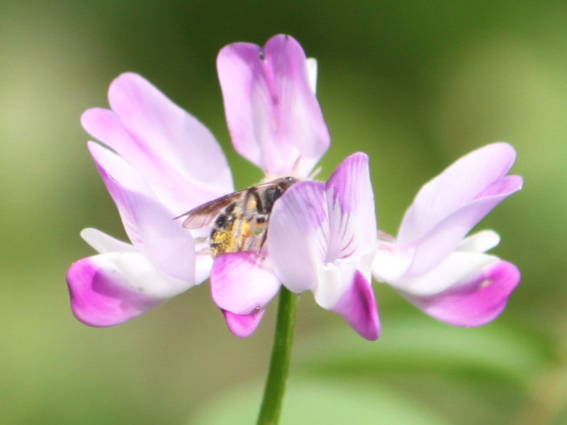 Astragalus Sinicus Flower Seeds – Heirloom Non-GMO Seeds for Nitrogen-Fixing and Garden Planting