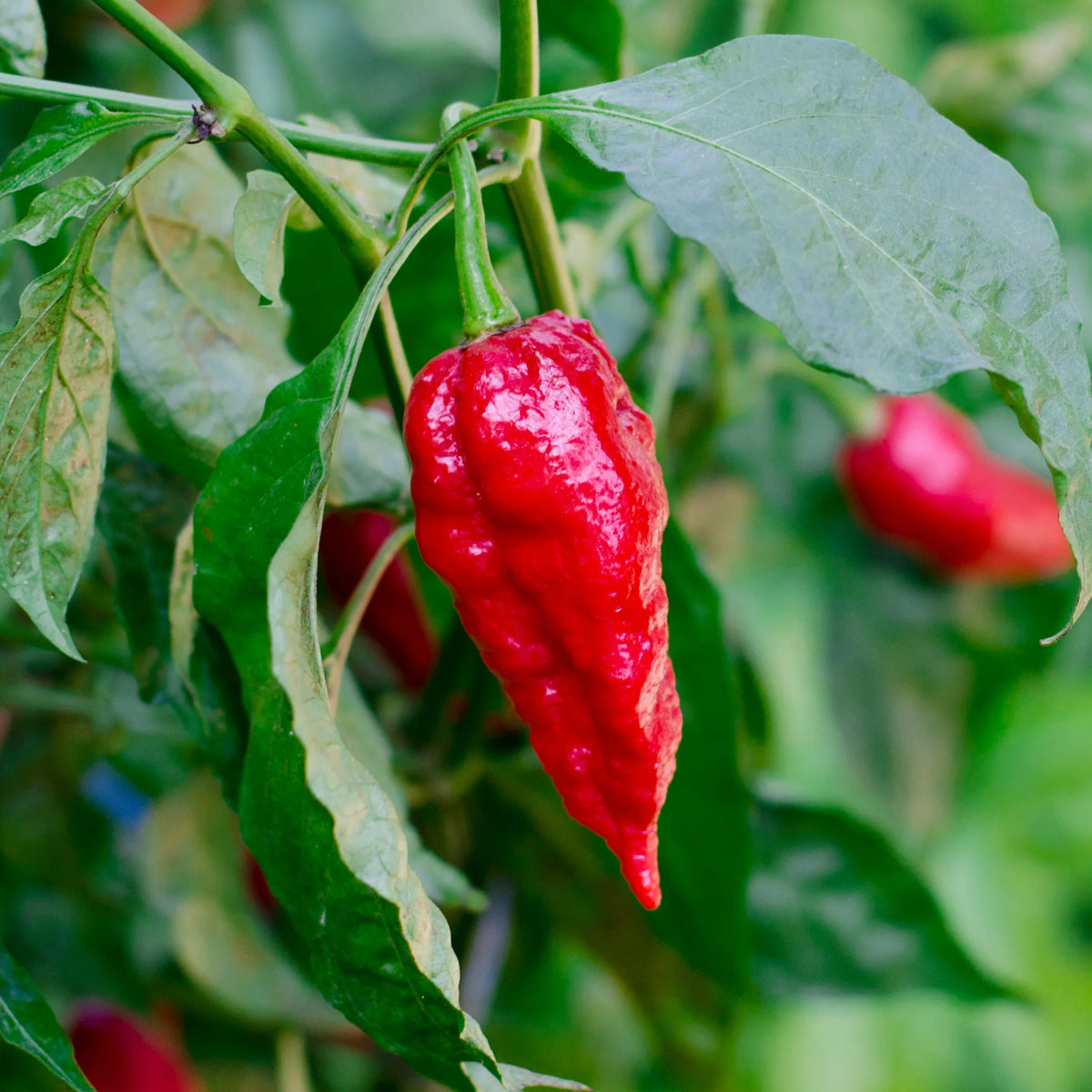 Ghost Pepper Bhut Jolokia Seeds for Planting heirloom & Non-GMO Seeds
