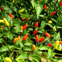 Tabasco Hot Pepper Seeds for Planting heirloom & Non-GMO Seeds
