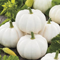 White pumpkin Cucurbita pepo seeds for planting in home garden