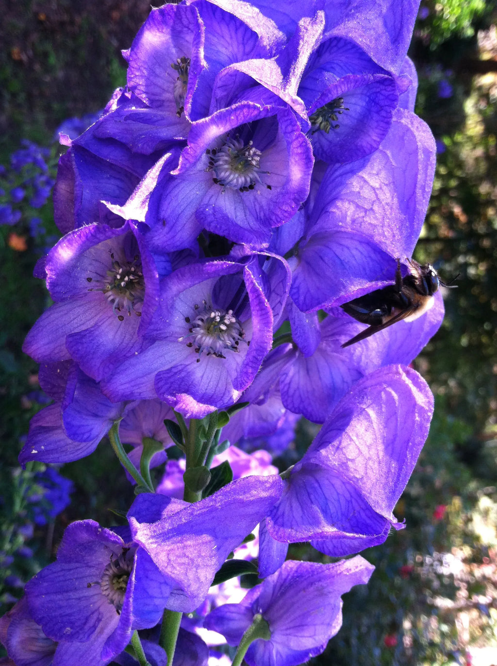Blue Monkshood Flower Seeds for Planting - 100 pcs